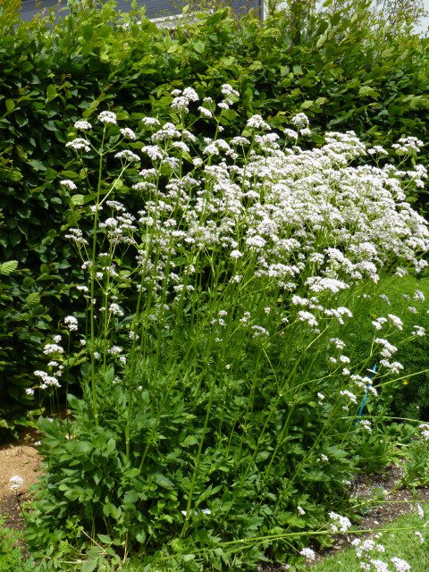 Valeriana officinalis